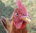 /album/loucas-fotos-jpg/galinha-com-dente-jpg/